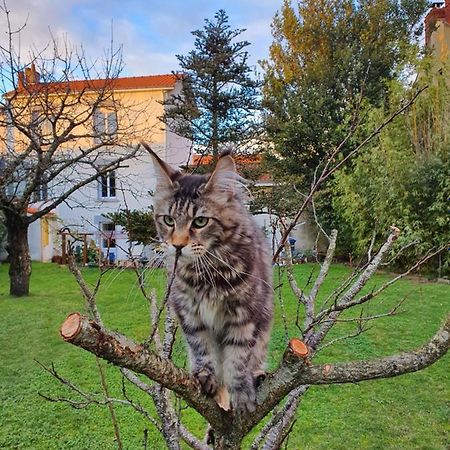 La Maison du Main Coon Rezé Extérieur photo