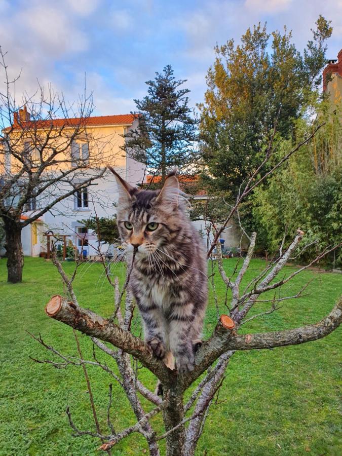 La Maison du Main Coon Rezé Extérieur photo